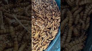 Wiggly Wiggly Worms