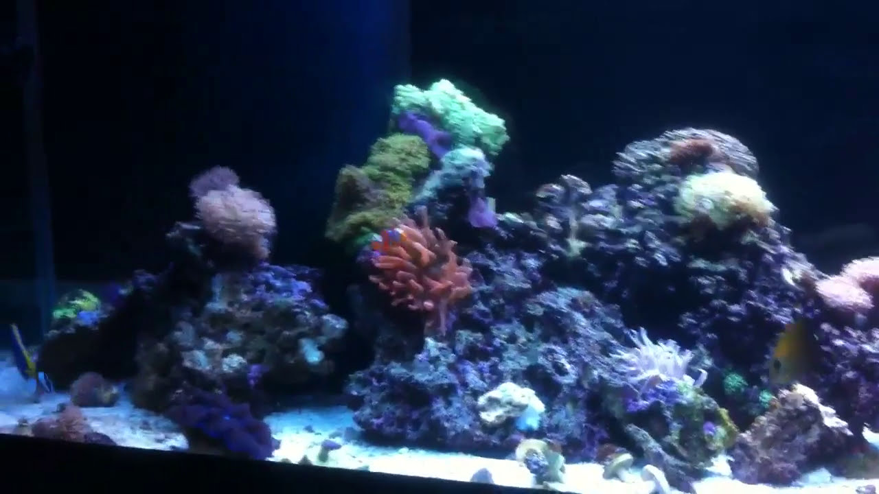 Reef Tank Plumbing and Set Up YouTube