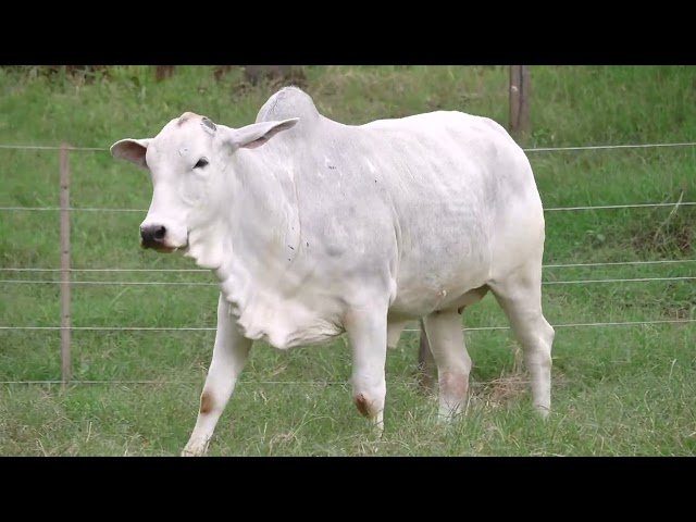 Lote 61   Leilão Trio Bonsucesso   Etapa Fêmeas Jovens