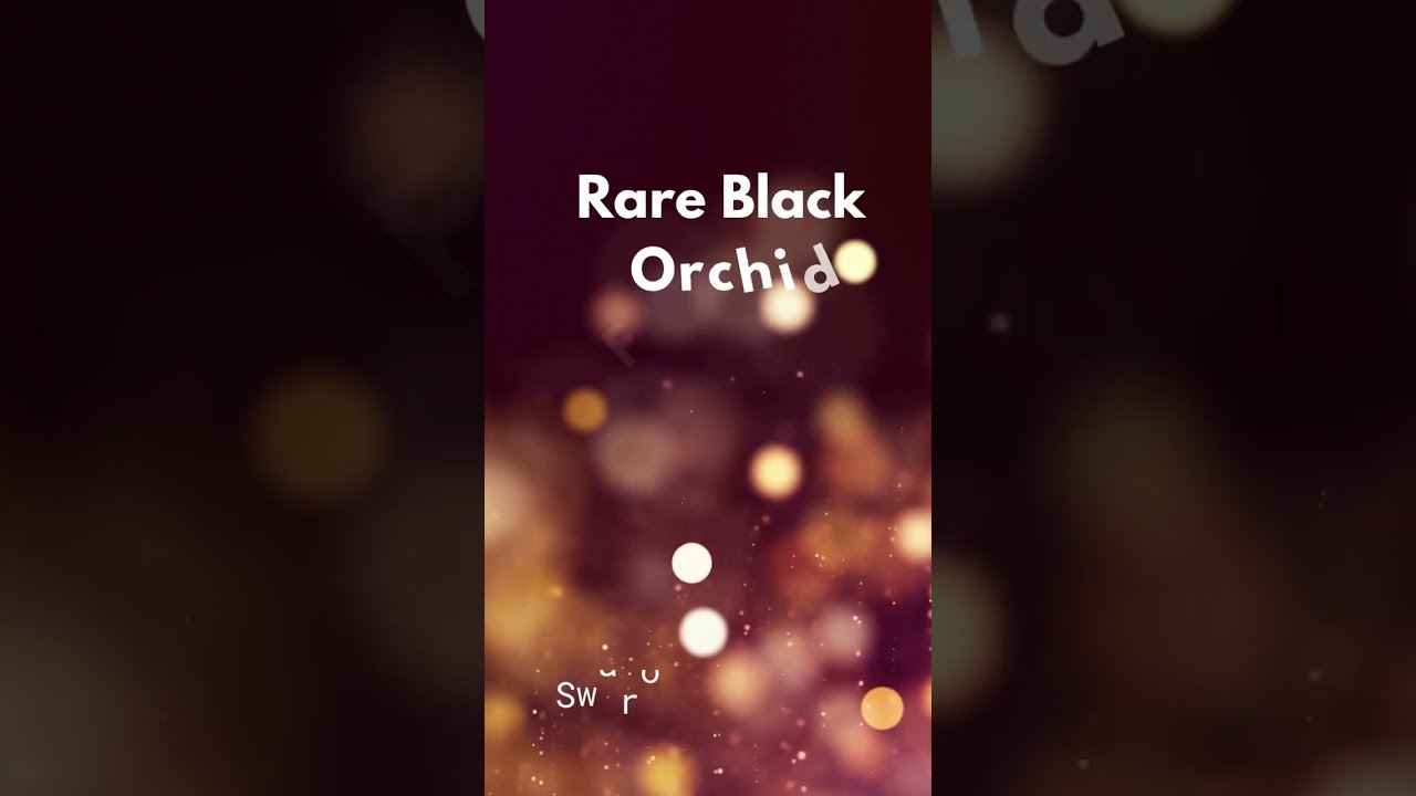 Unique Collection of Black Orchids with Names |Rare Black Orchid Flowers for Home Gardens|