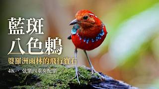 一生必看一次的鳥！婆羅洲雨林的飛行寶石「藍斑八色鶇」4K 高畫質/ Blue-banded Pitta 4K — Rare Jewel of Borneo's Rainforest screenshot 3