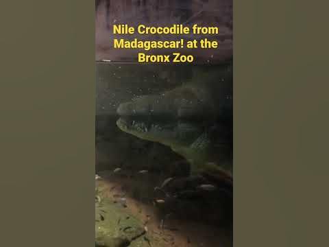 Nile Crocodile from Madagascar at the Bronx Zoo - YouTube