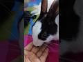 Rabbit Love 💖 Rabbit Ka Pyaar | Pure Love in One Short 🐰 #rabbitlove #animalshorts #shorts