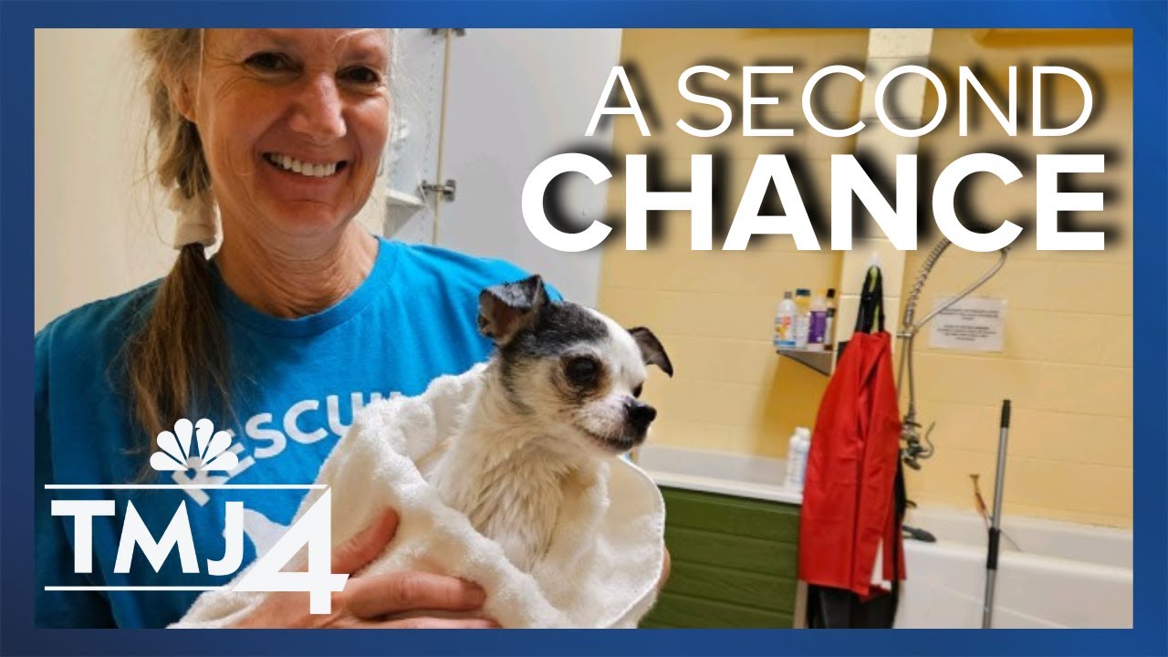 At-risk pets from overcrowded shelters ready to adopt soon - YouTube