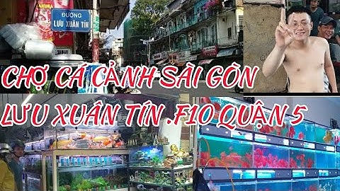Đột Nhập Chợ Cá Cảnh Lưu Xuân Tín Lớn Nhất Sài Gòn | Xem Cá mê mệt | - Quân Cá
