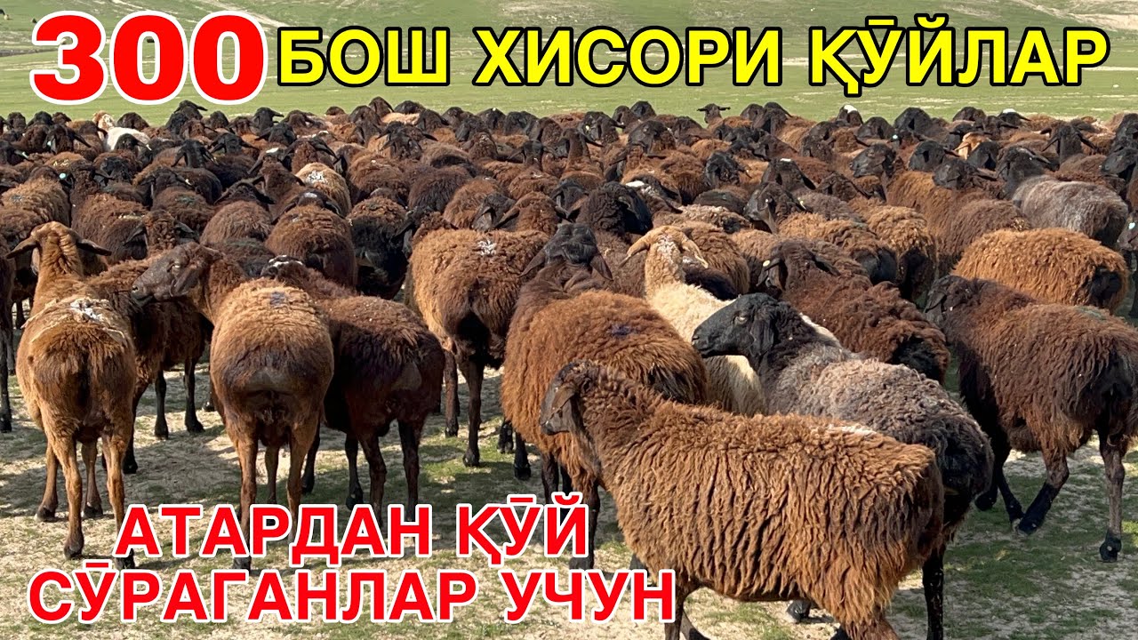 ХИСОРИ ЕЛИТА ҚӮЙЛАР. ☎️+998770031395
