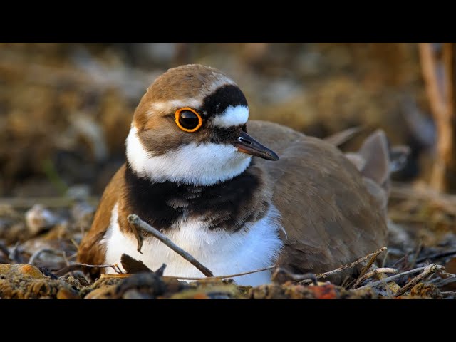 61 Boring Birds: #51 Little Ringed Plover