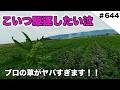 こいつ駆逐したい・・・　これに効く除草剤知りませんか？？
