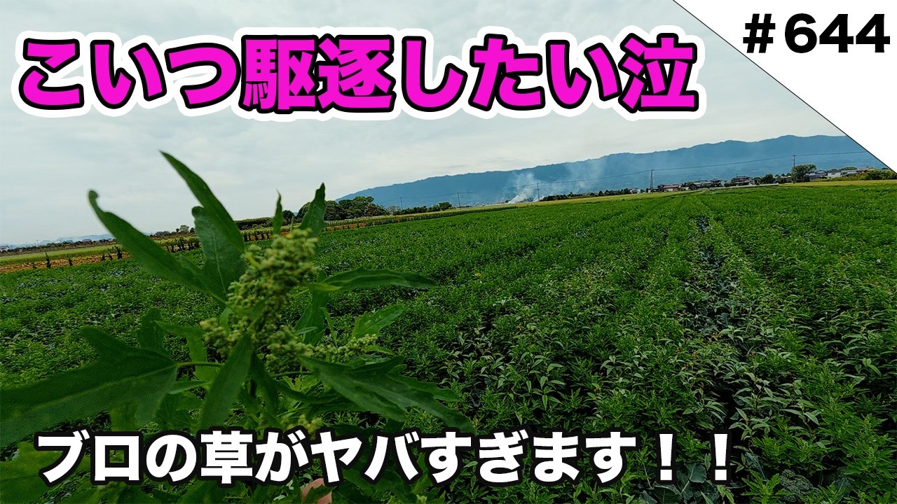 こいつ駆逐したい・・・　これに効く除草剤知りませんか？？