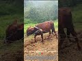 Oxen Start Spring Plowing: Timeless Farming Tradition! 🐂🌱