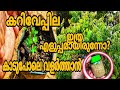 ഏഴാം ദിവസം റിസൽട്ട് | Easy way to cultivate curry leaves in home