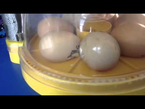 Chicken Eggs: Day 20 - YouTube