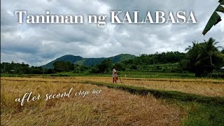 Taniman Ng Kalabasa After Second Crop Rice