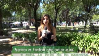 CODIGO ANIMAL PROGRAMA 236