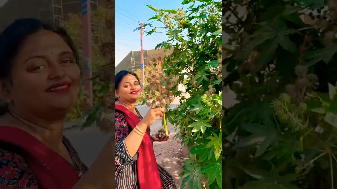 Collecting castor oil seeds from roadside for free #garden #gardening #nature #hair #oil #plants