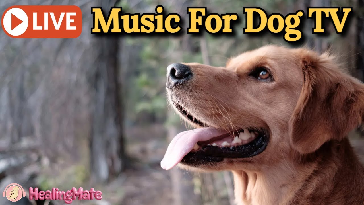 🔴Dog TV Music🎵🐶Calming Music for Dogs🐶💖Stress Relief for Dogs🦮Relaxing Music for Dog Sleep🔴7