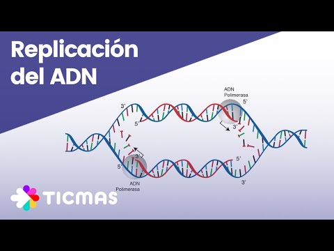 Video: ¿Es la duplicación de genes una mutación?