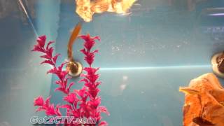 Wierd Fish