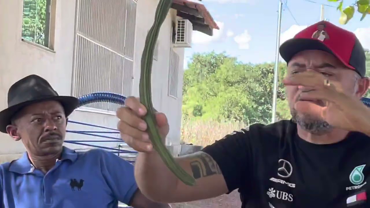 TIRINGA FLAGRA TÕE FALANDO QUE PEGOU NAS ORELHAS DELE IGUAL TOCADOR DE PÍFANO | COMÉDIA SELVAGEM