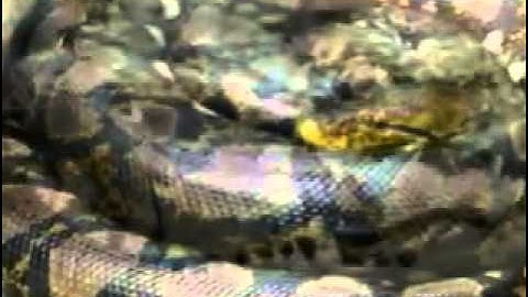 Biggest Python in Florida Snake Hunt Released Back into the Wild...