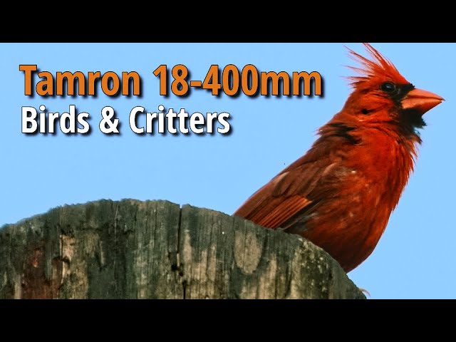 Tamron 18-400mm with Canon 90D & Fuji X-T4 | Wildlife Video