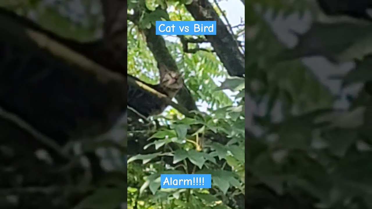 Funny Bird fight Cat !!!!! 🐱🐱🐱 Bird vs Cat