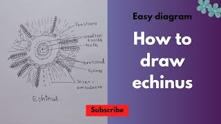 How To Draw Echinus Diagram Easy Echinus Diagram आसन स Echinus बनन सख