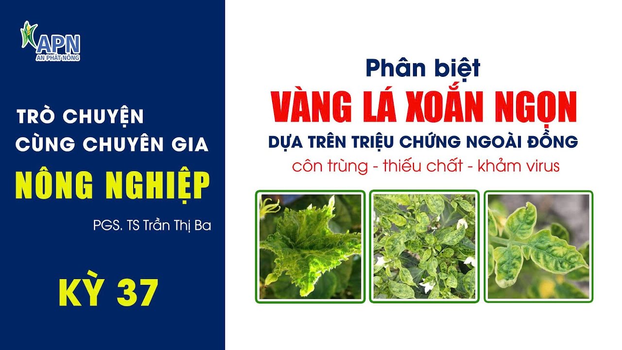 APN - CÁCH PHÂN BIỆT VÀNG LÁ XOẮN NGỌN TRÊN NHÓM RAU MÀU
