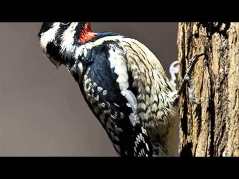 yellow bellied sapsucker 