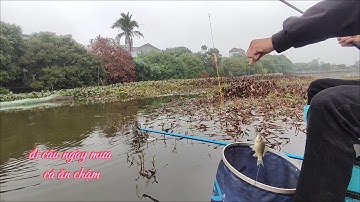 câu cá diếc tại trạm bơm