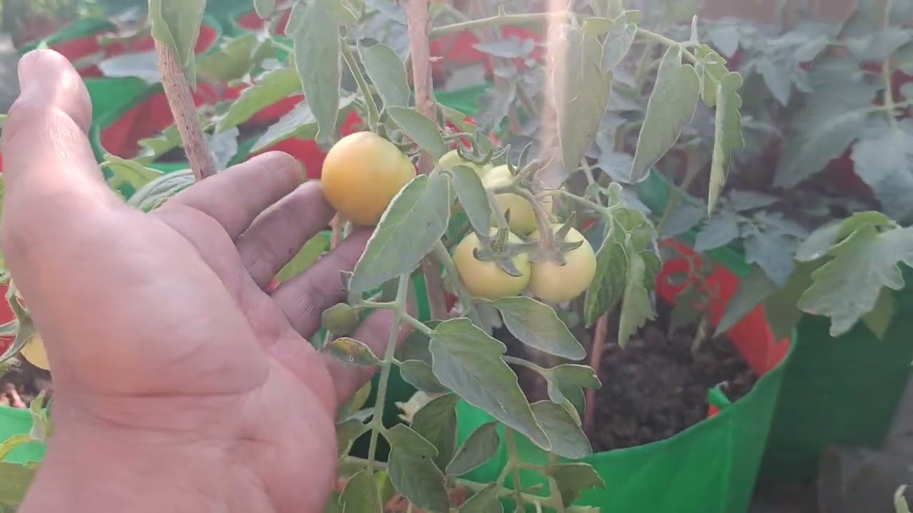 Growing tomato plant naturally without fertiliser, fungicide & pesticides