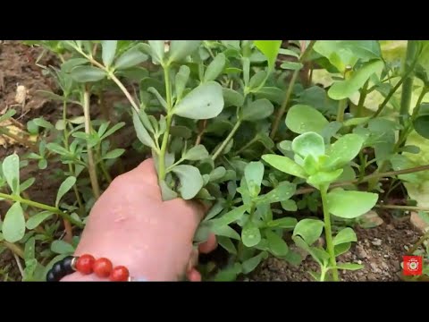 Bahçeden sofraya ❕Semiz otu yemeği yaptım ???? Anne Yemekleri – yemek tarifleri