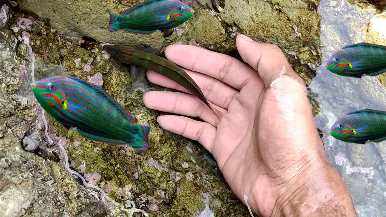 menangkap ikan pelangi yg terjebak di kubangan batu pantai
