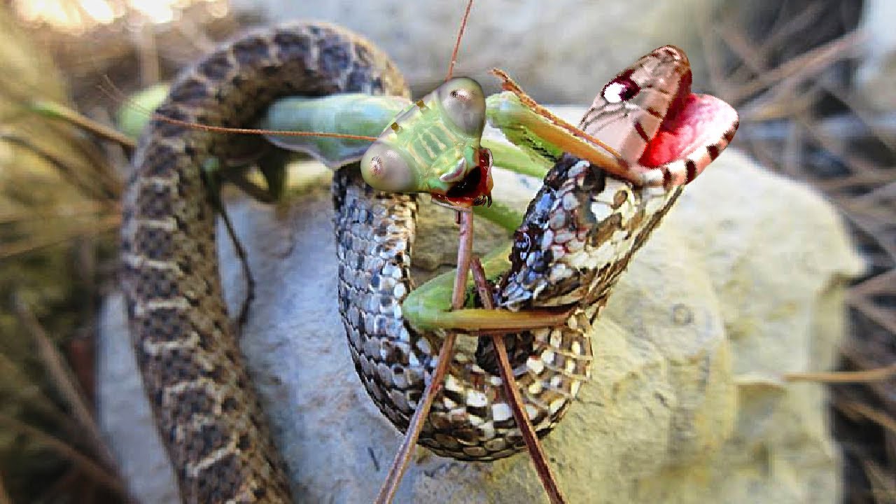 This Is Why Snakes Are Afraid Of Mantises