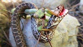 This Is Why Snakes Are Afraid of Mantises