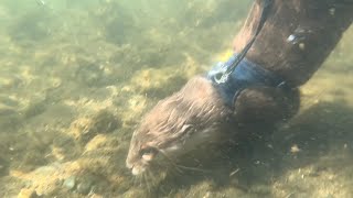 Small but big world in the river [Otter life Day 79] 川の中に広がる小さいけれど大きな世界