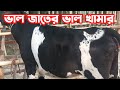 মাটিকাটা দামে হলস্টেইন ফ্রিজিয়ান বকনা বাচ্চা দেখুন