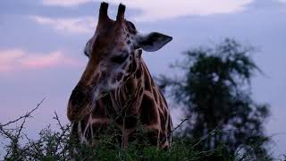 A Beautiful Zebra Eating Gr