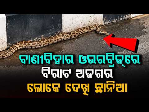 ବାଣୀବିହାର ଓଭରବ୍ରିଜ୍‌ରେ ବିରାଟ ଅଜଗର | Huge Python Found on Vani Vihar Flyover In Bhubaneswar