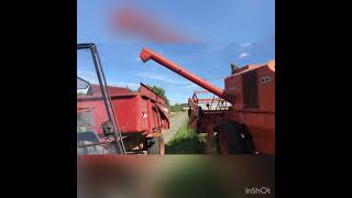 Moisson d’escourgeon - Olaoree 2022