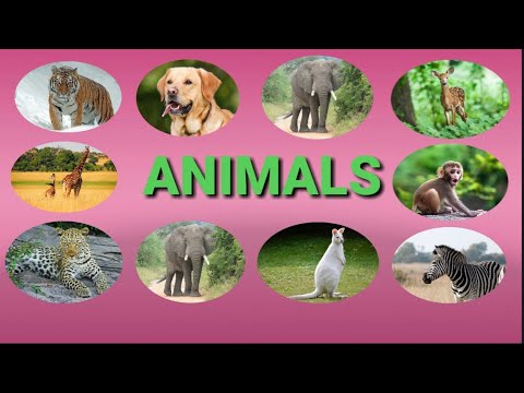 ANIMALS NAMES WITH PICTURES - YouTube