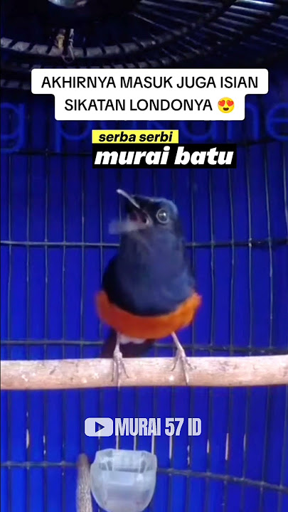 Download lagu MURAI BATU FULL ISIAN SIKATAN LONDO DOWO‼️ #muraibatugacor