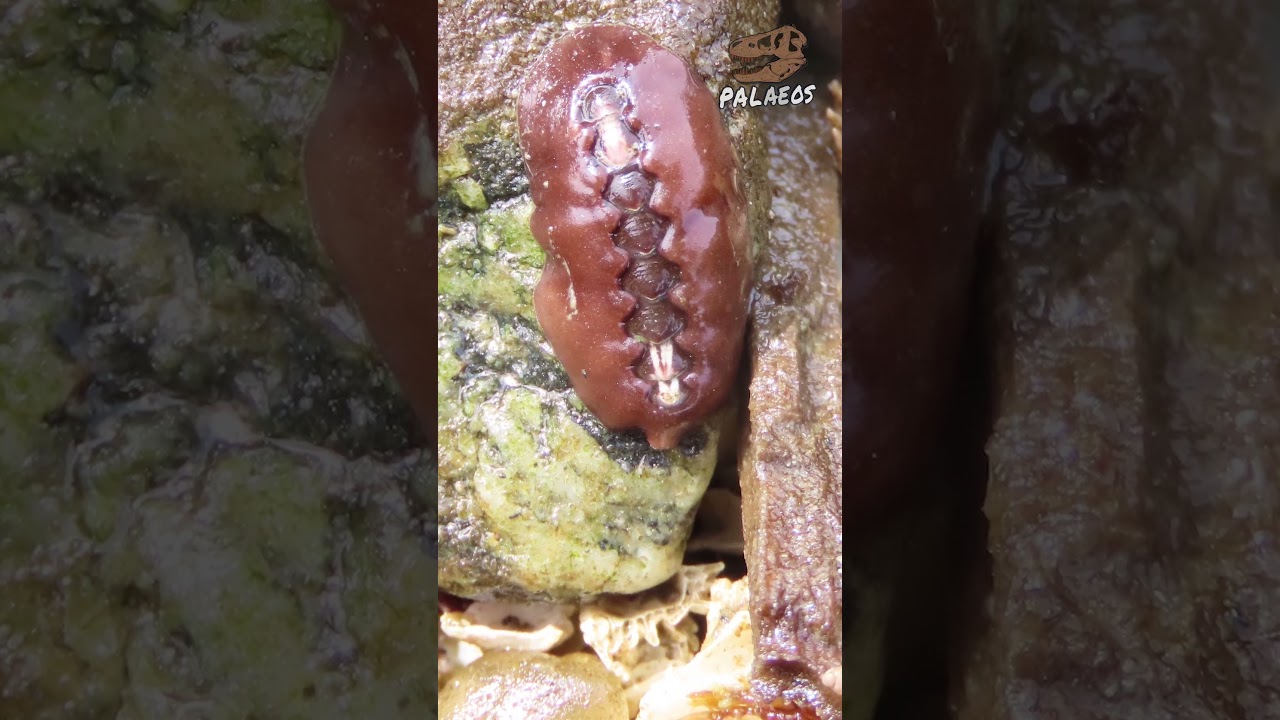 ¡Los quitones tienen ojos! Pero no donde uno los esperaría... 