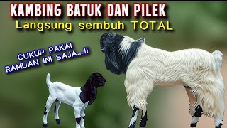 THE MOST EFFECTIVE WAY TO TREAT COUGHS AND COLDS IN GOATS, JUST USE THIS POWERFUL HERBS