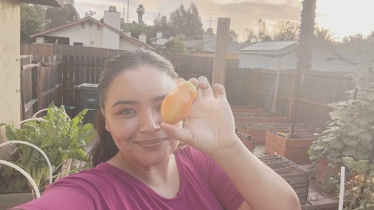 25 de septiembre | hoy plantamos nuestros chicharos | que otras semillas plantare en otoño/invierno