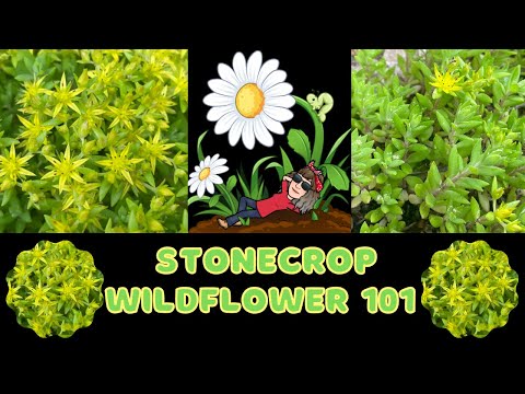 Video: Is Stringy Stonecrop Invasive - Loj hlob Spreading Stringy Stonecrop Nroj Tsuag