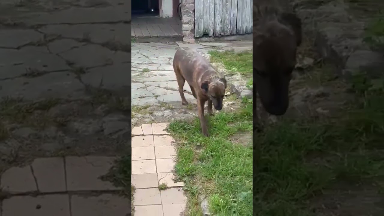 ВОРЫ УБИВАЛИ ШЕРИ КОГДА ГРАБИЛИ ДОМ . ПОМОГИТЕ , СОБАКУ НУЖНО  ОПЕРИРОВАТЬ!!!  89622691117 Зоя Сберб