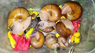 After Raining I Found A Lots Giant Snails In The Grass And Near The House Walls​ | Bugs | Snails