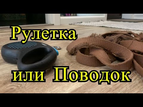 Рулетка или Поводок. Что выбрать для лабрадора?