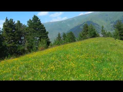 meadow-მდელო